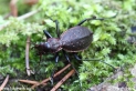 Carabus_irregularis_6250.JPG