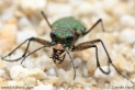 Cicindela_sylvicola_1939_max.JPG