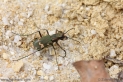 Cicindela_sylvicola_1945.JPG