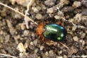 Lebia_chlorocephala_6419.JPG