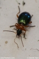 Lebia_chlorocephala_6424.JPG