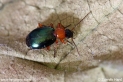 Lebia_chlorocephala_6432.JPG