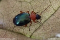 Lebia_chlorocephala_6434.JPG