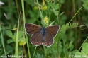 Lycaena_alciphron_7352.jpg