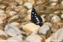 Limenitis_reducta_7133.JPG