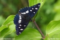 Limenitis_reducta_8422.JPG