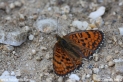 Melitaea_arduinna_4072.JPG