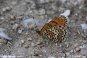 Melitaea_arduinna_4078.JPG