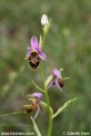 Ophrys_apifera_8821.JPG