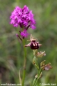 Ophrys_apifera_8831.JPG