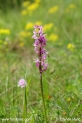 Orchis_mascula_2989.JPG