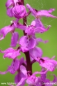 Orchis_mascula_2993.JPG
