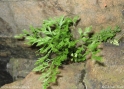Asplenium_cuneifolium.jpg
