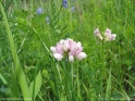 Coronilla_varia.jpg