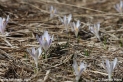 Crocus_albiflorus_9691.JPG