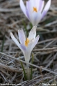 Crocus_albiflorus_9694.JPG