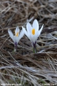 Crocus_albiflorus_9699.JPG