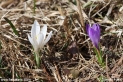 Crocus_albiflorus_9718.JPG