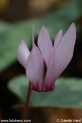 Cyclamen_purpurascens_4034.jpg