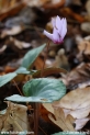 Cyclamen_purpurascens_4035.JPG