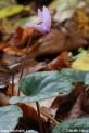 Cyclamen_purpurascens_4036.JPG