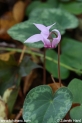 Cyclamen_purpurascens_4038.JPG