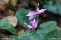 Cyclamen_purpurascens_4039.JPG