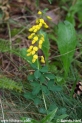 Cytisus_nigricans_1560.JPG