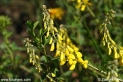 Cytisus_nigricans_2213.JPG