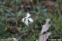 Dianthus_2606.JPG