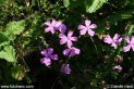 Dianthus_alpinus_0804.JPG