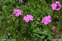 Dianthus_alpinus_2154.JPG