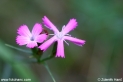 Dianthus_carthusianorum_capillifrons_1556.JPG