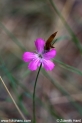 Dianthus_carthusianorum_capillifrons_1558.JPG