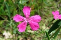 Dianthus_deltoides.jpg