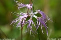 Dianthus_superbus_3157.JPG