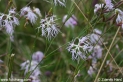 Dianthus_superbus_3162.JPG