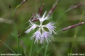 Dianthus_superbus_3163.JPG