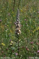 Digitalis_lanata_9416.JPG