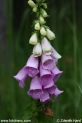 Digitalis_purpurea_0246.JPG