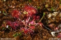 Drosera_rotundifolia_0315.JPG