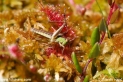 Drosera_rotundifolia_1380.JPG