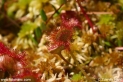 Drosera_rotundifolia_1381.JPG