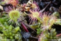 Drosera_rotundifolia_3192.JPG