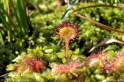 Drosera_rotundifolia_4209.jpg