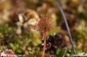 Drosera_rotundifolia_9207.jpg