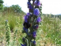 Echium_vulgare.jpg