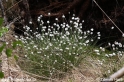 Eriophorum vaginatum_7757.JPG