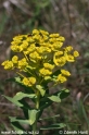 Euphorbia_8828.JPG