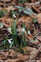 Galanthus_nivalis_9600.JPG